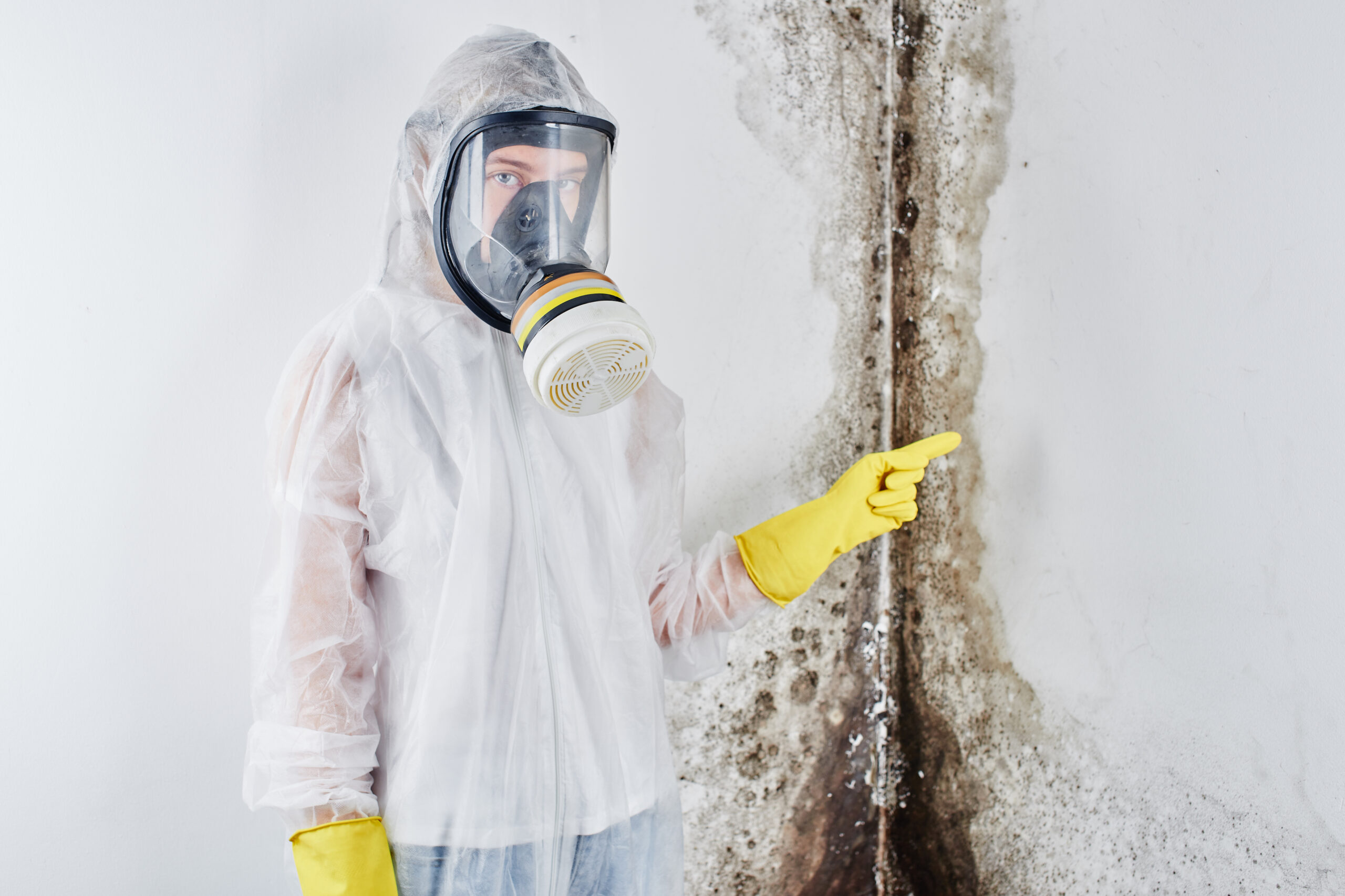 mold removal